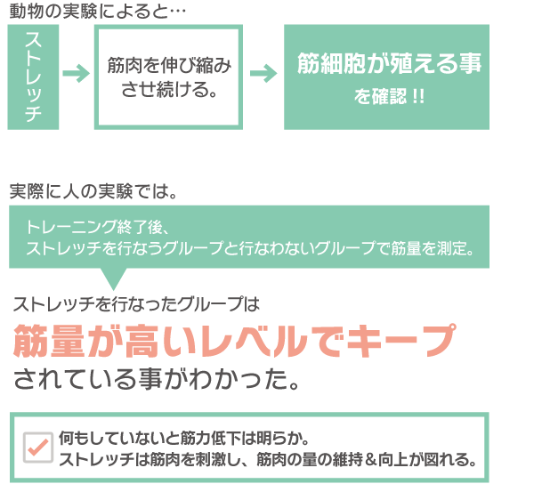 ストレッチが筋トレになる実験