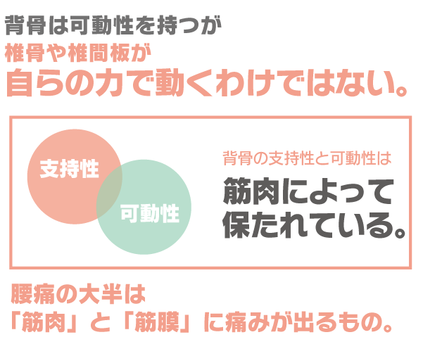 背骨は筋肉によって保たれている