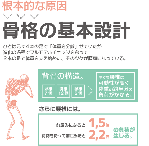 腰痛の原因は骨格の基本設計にある