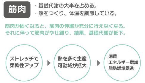 筋肉は基礎代謝の大半を占める