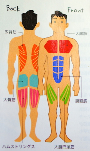 基礎代謝バルクアップ