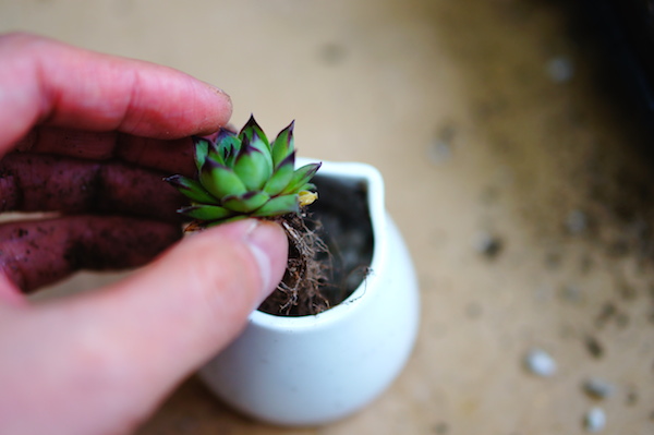 多肉植物植え替え