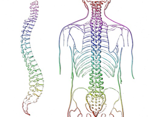 背骨脊椎