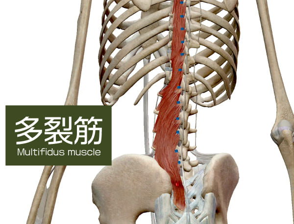 腰椎を前から支える筋肉